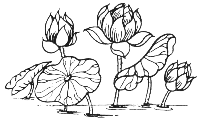 Ilotuses